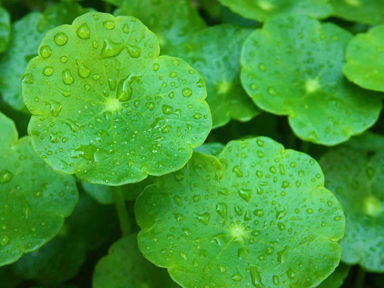 Centella asiática (CICA) en la cosmética coreana: cremas y sérums para la piel en España